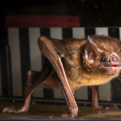 Bat walking on a treadmill. Photo by Price Sewell.