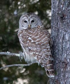 Owl perched on Tree Branch