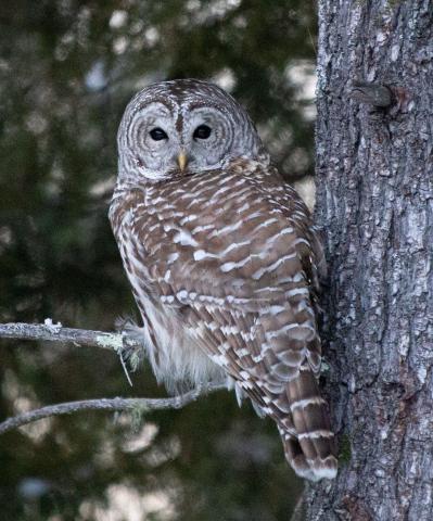 Owl perched on Tree Branch