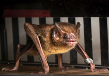 Bat walking on a treadmill. Photo by Price Sewell.